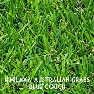 Himilaya-Grass-BlueCouch